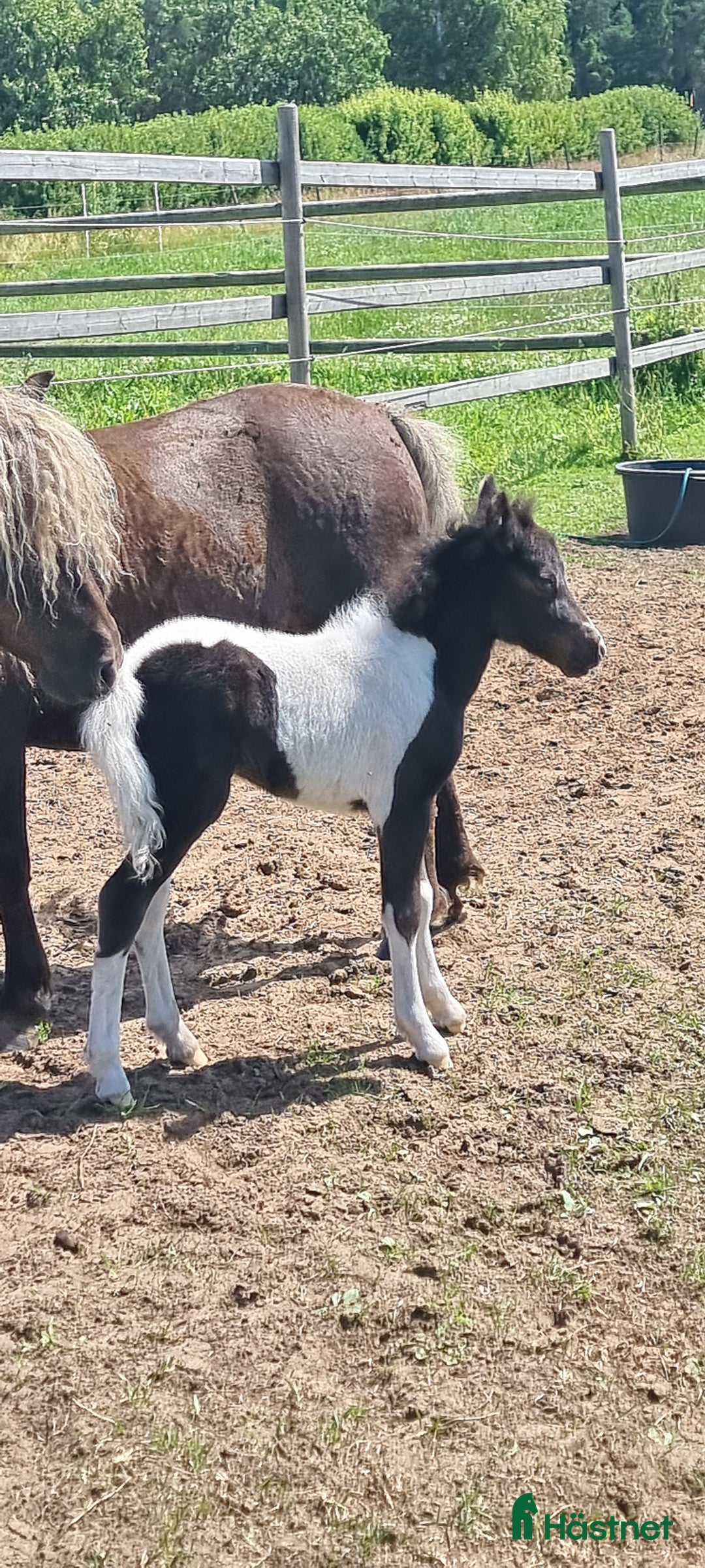 Allround hästar till salu: Underbar mini american föl. i Skara - Annons 9