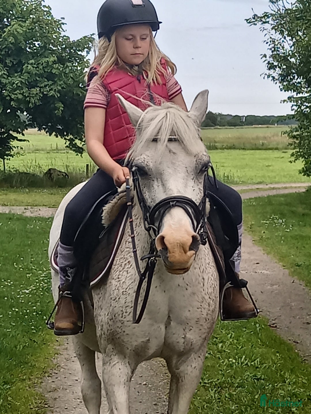  medryttarhäst finnes: Häst/Ponnisar som vill ha mys och hobbyridning i Vollsjö - Annons 2