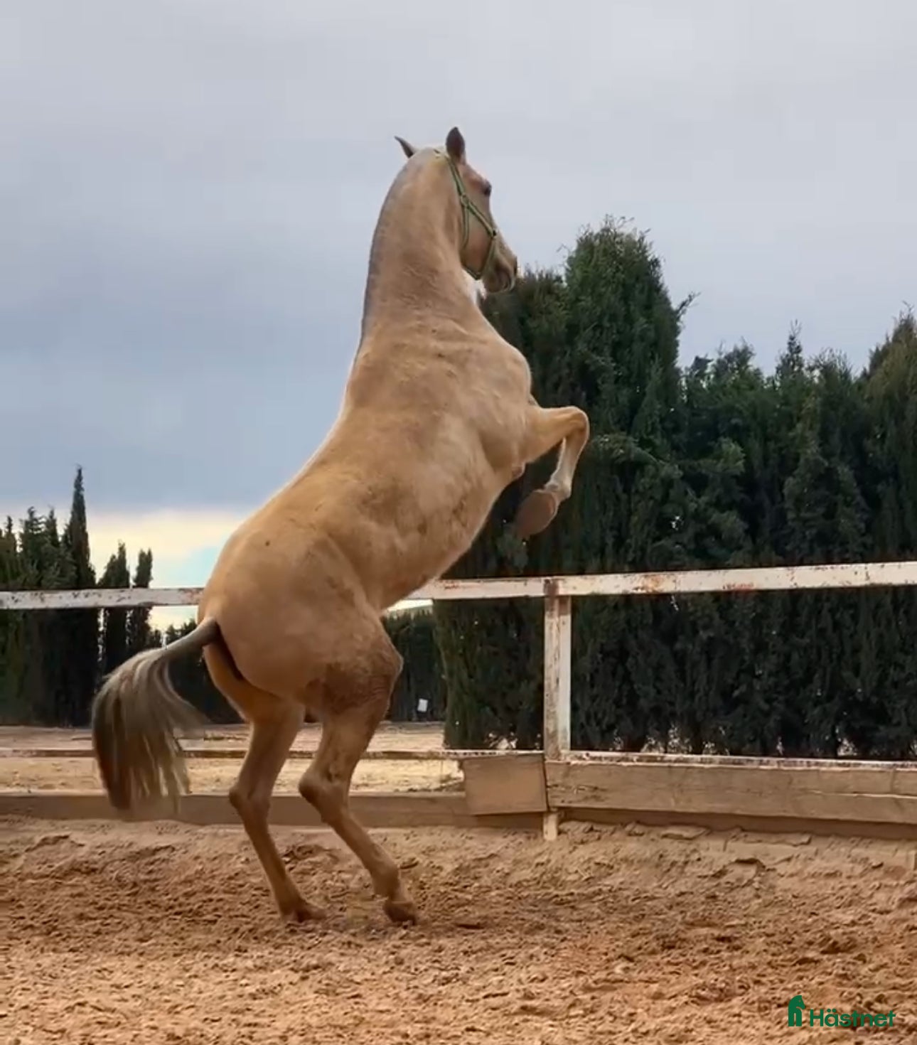  hästar Palomina PRE avels sto  i Halmstad - Annons 1