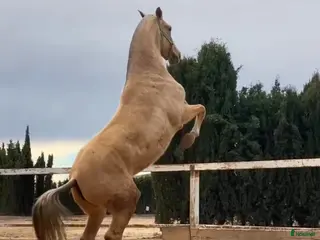 hästar Palomina PRE avels sto i Halmstad - Annons 1