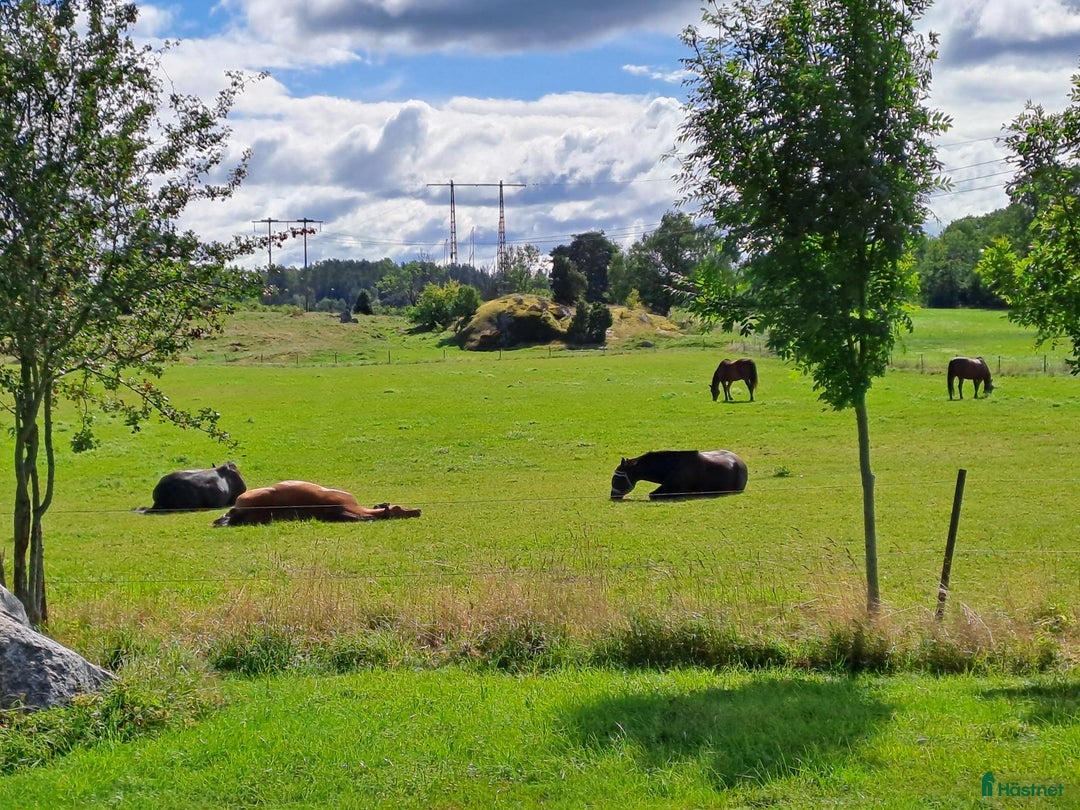  stallplats finnes: Boxplatser och lösdriftplatser lediga i Bro - Annons 8
