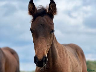 hästar Superfint sto e: Tenor du Gue i Ludvigsborg - Annons 14