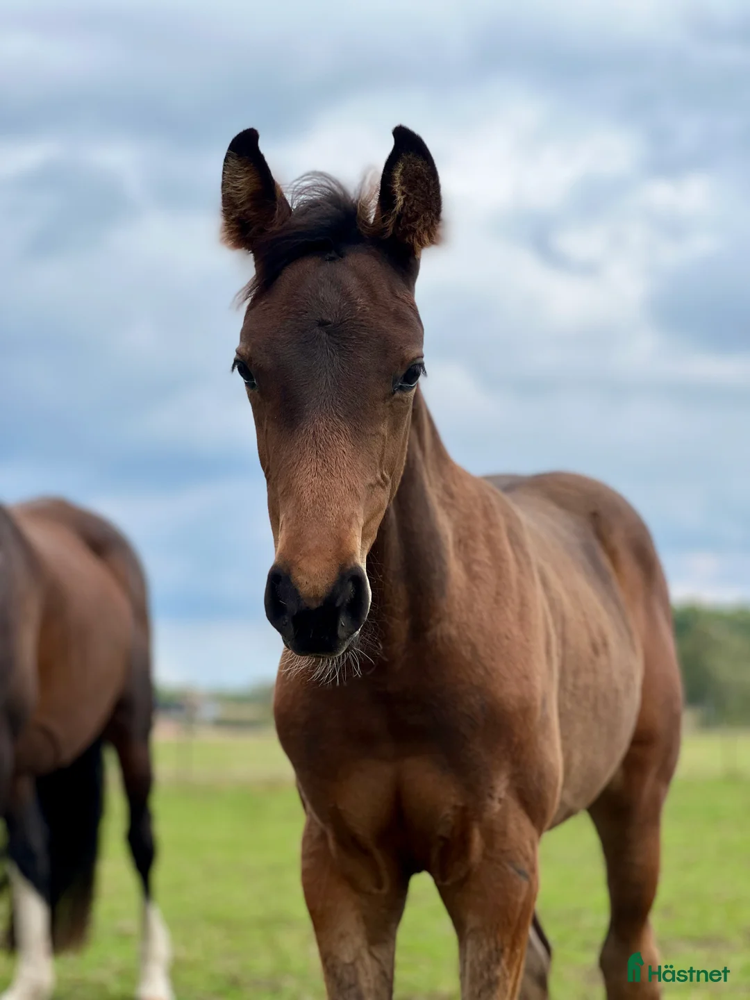 Hoppning hästar till salu: Superfint sto e: Tenor du Gue  i Ludvigsborg - Annons 1