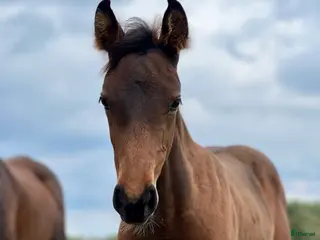 hästar Superfint sto e: Tenor du Gue i Ludvigsborg - Annons 17