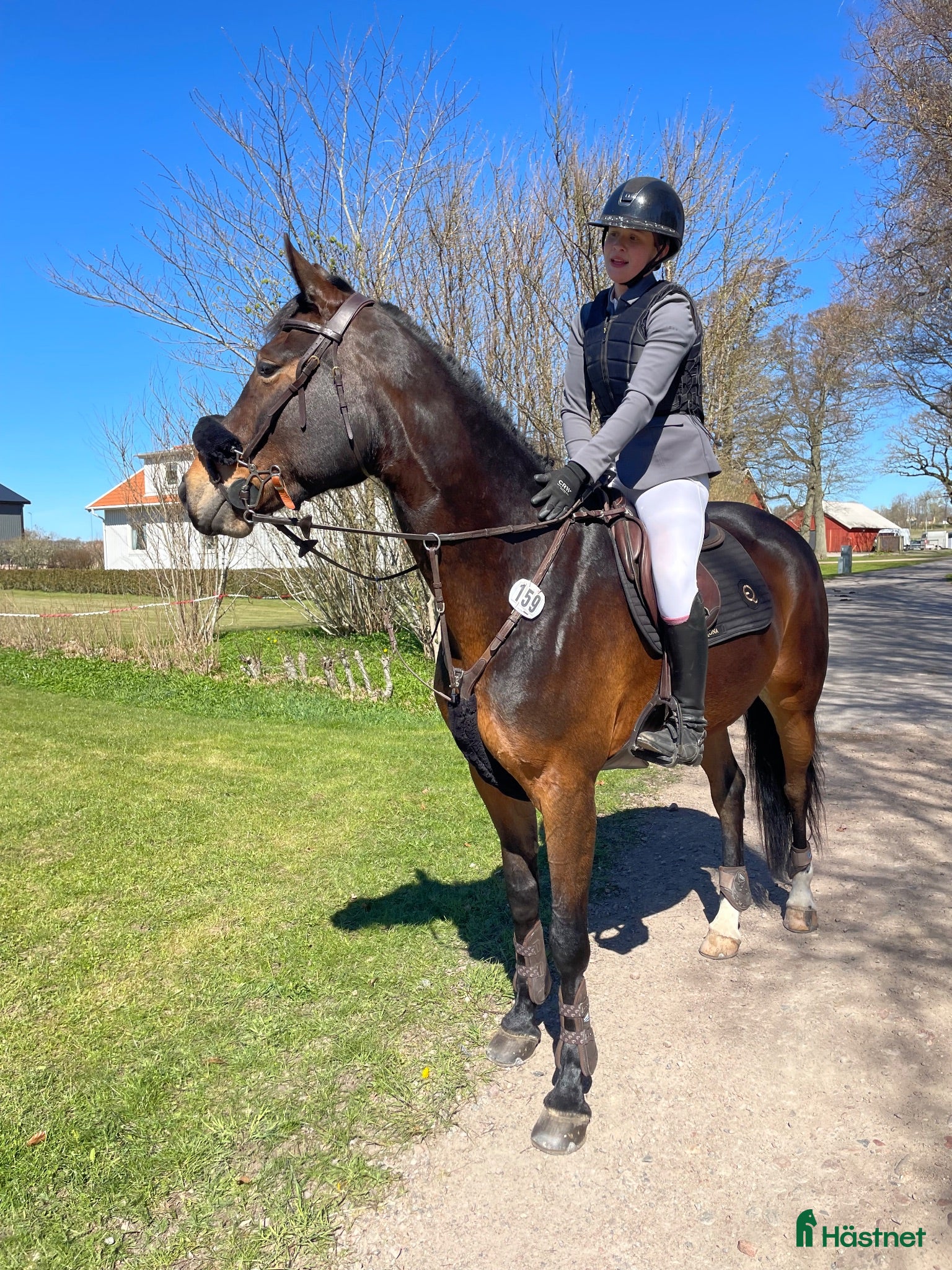  hästar En framåt häst som gillar att hoppa.  - Annons 1
