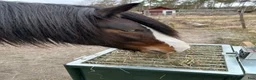 Stallinredning, stängsel & gård övrig utrustning till salu: Höautomat, foderautomat, Feeding Master Pro - Annons 1