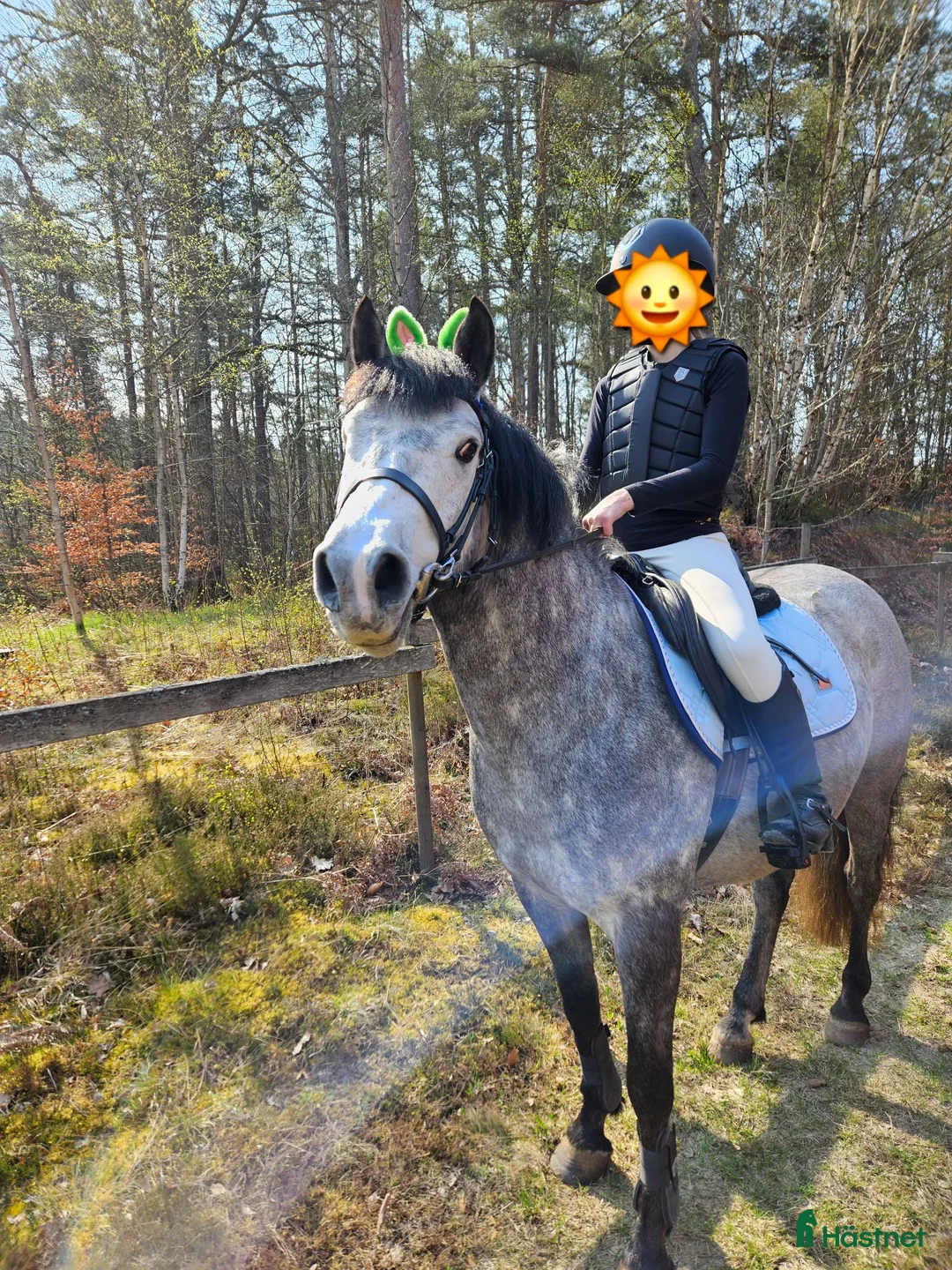 Allround hästar till salu: Snäll och härlig kompis  - Annons 6