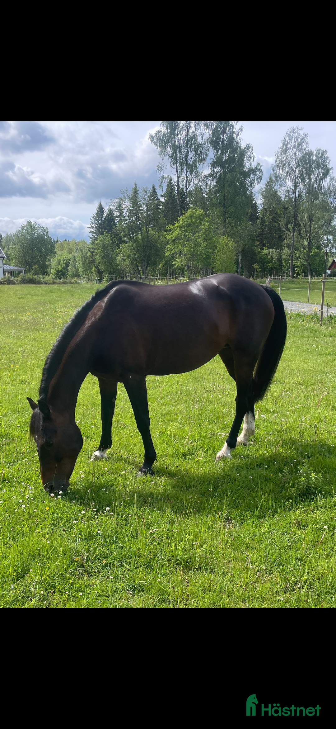 Hoppning hästar till salu: Guldponny i Lekeryd - Annons 5
