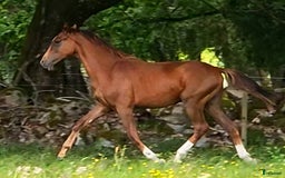 Dressyr hästar till salu: Mycket lovande 1 årig hingst  i Stehag - Bild 2