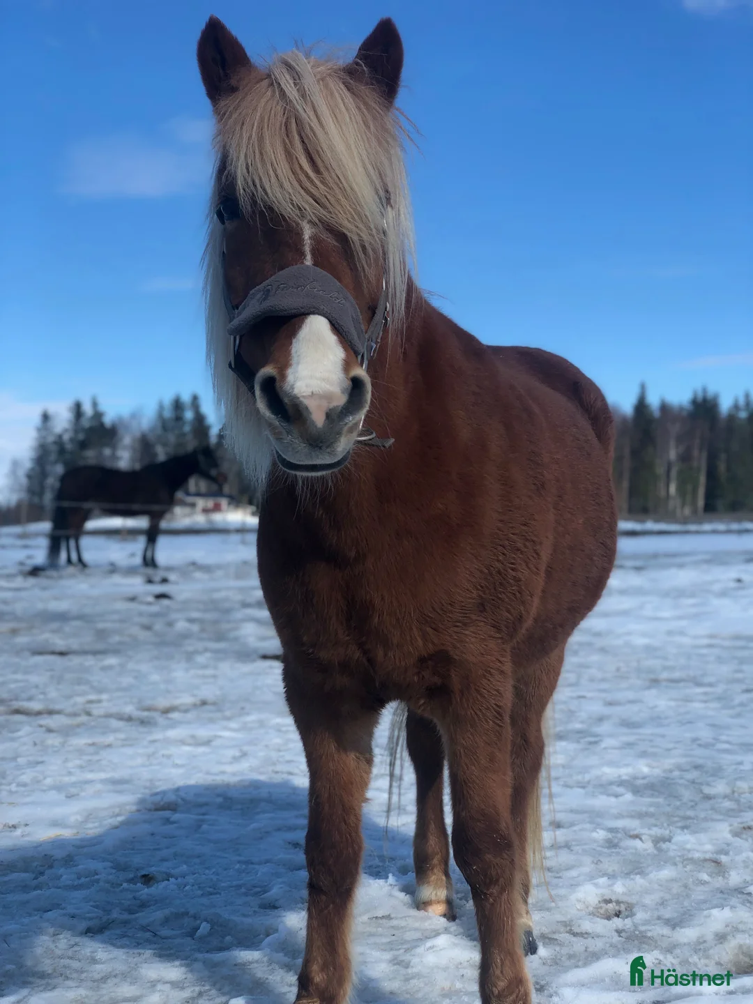 Island hästar till salu: Islandssto triangelmärkt i Orrviken - Annons 2