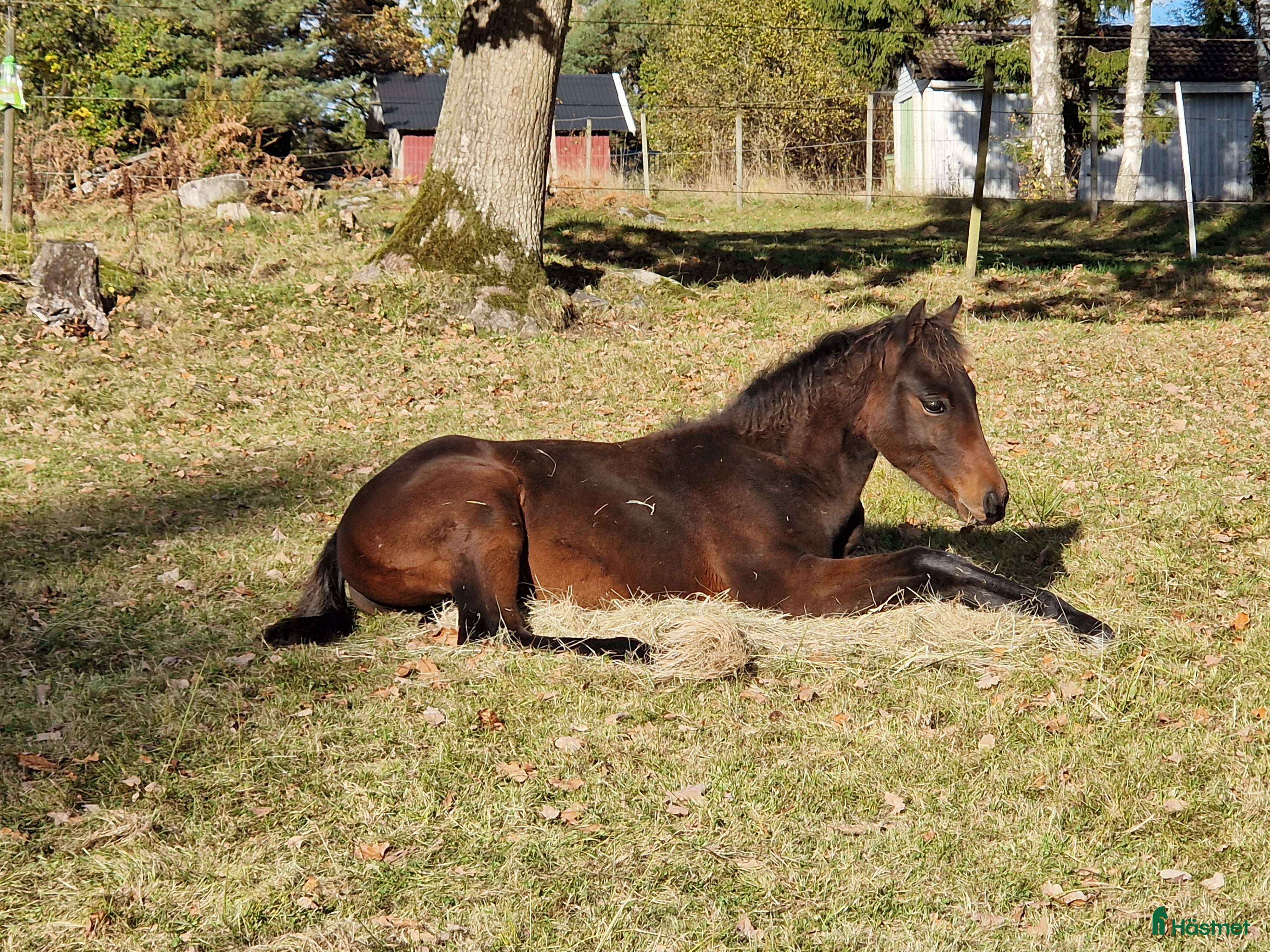  hästar Morgan Hingstföl i Sätila - Annons 5
