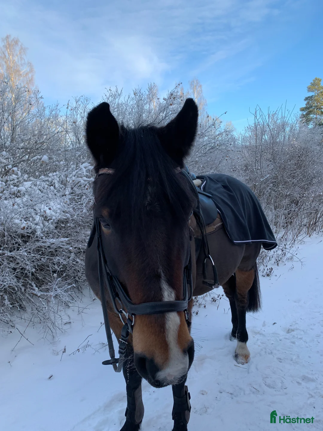 Allround hästar till salu: Mor/dotter häst i Nässjö - Annons 1