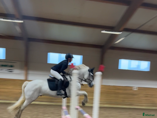 stallplats finnes: Behöver du hjälp med att sälja din häst? i Uddevalla - Annons 1