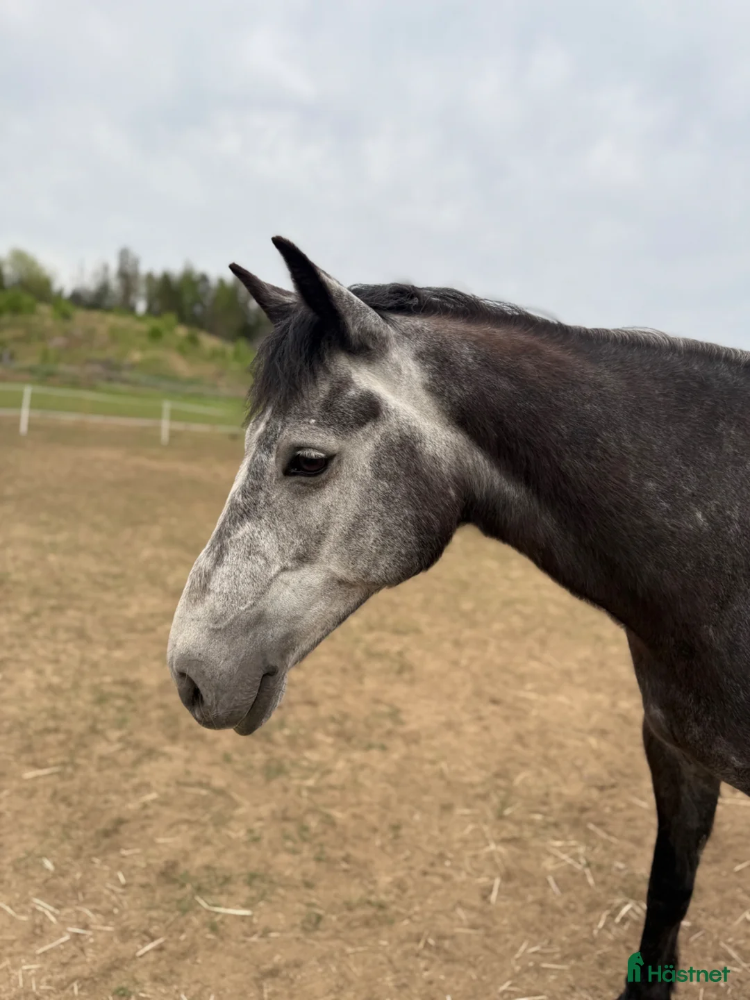 Allround hästar till salu: XXL connemara  - Annons 1