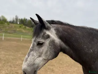 Allround hästar till salu: XXL connemara - Annons 1