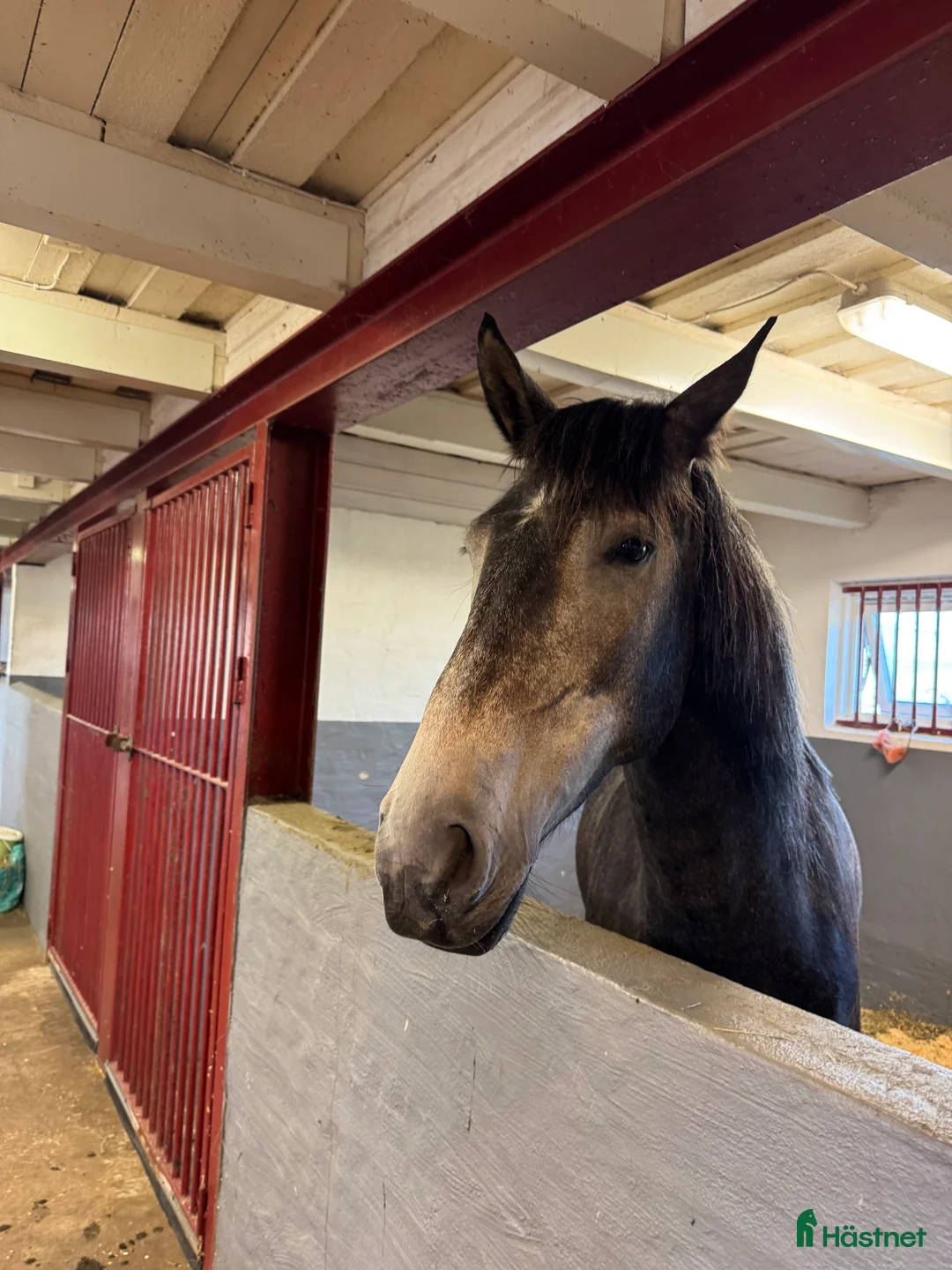 Allround hästar till salu: Queen  i Klippan - Annons 2
