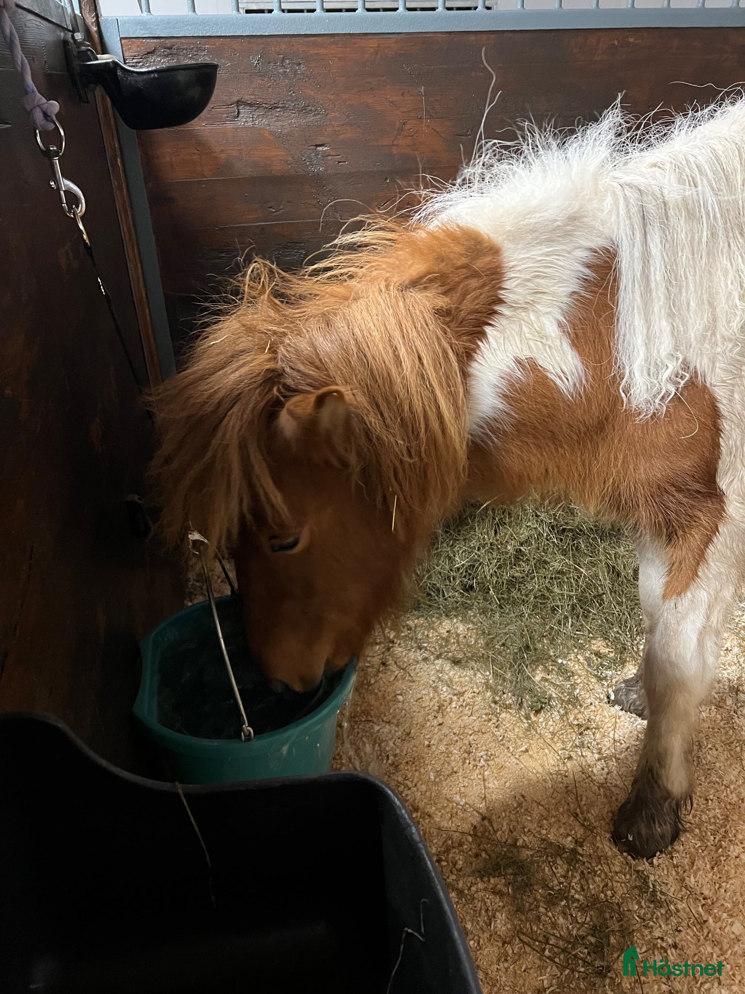  hästar 2 årigt  fint islandssto efter Smyrill fra lian - Annons 2