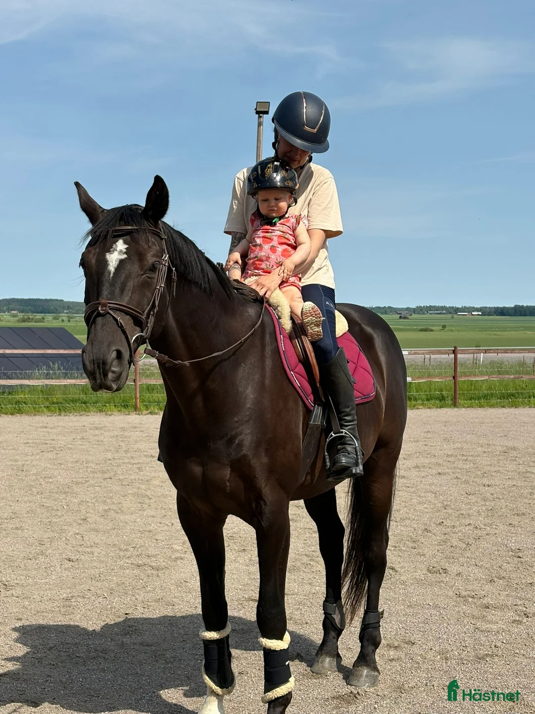  hästservice finnes: Sommarplats? i Fjärdhundra - Annons 4