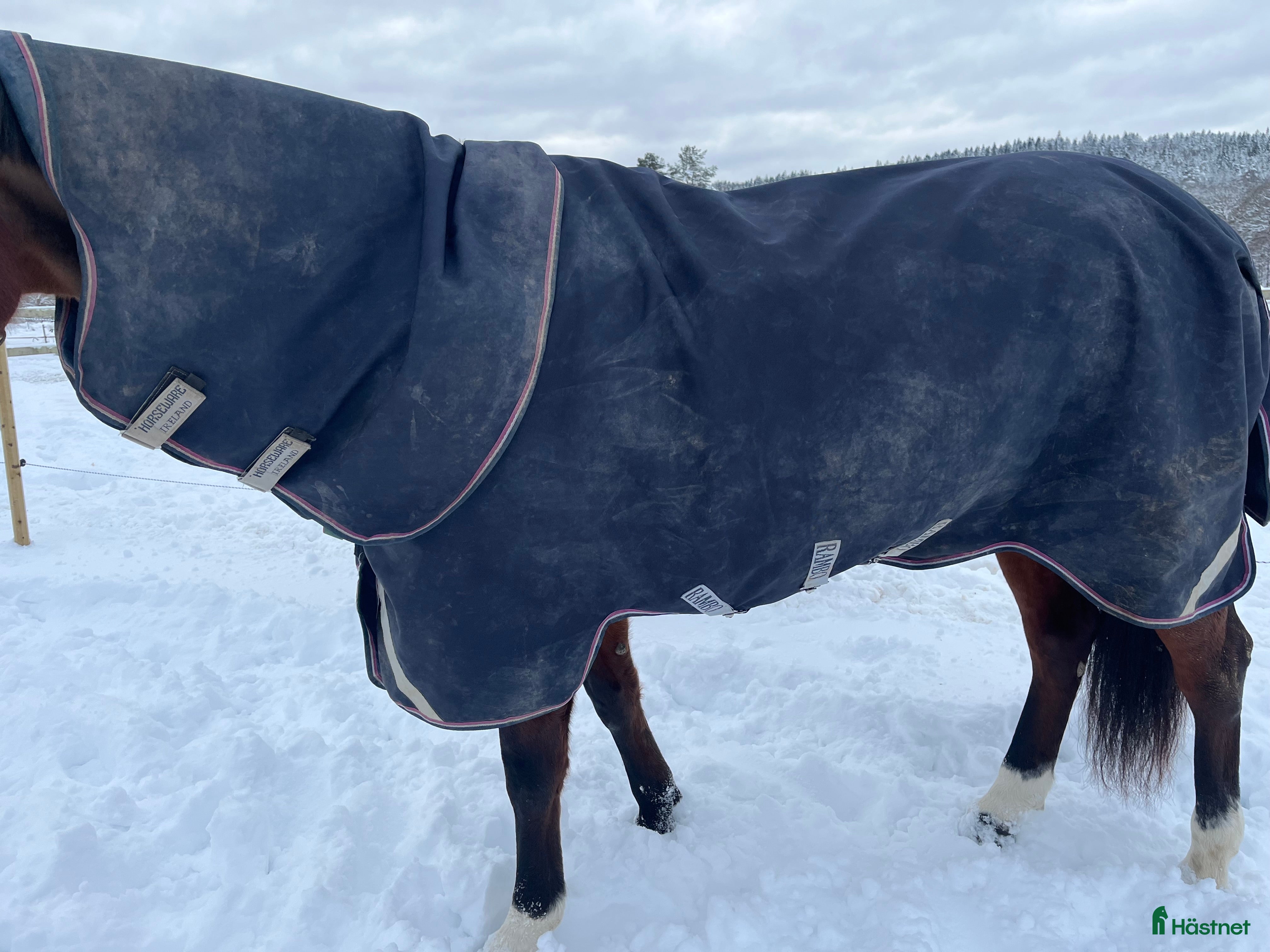Täcken hästutrustning till salu: HW Rambo SupremeTurnout Plus i nyskick  - Annons 2