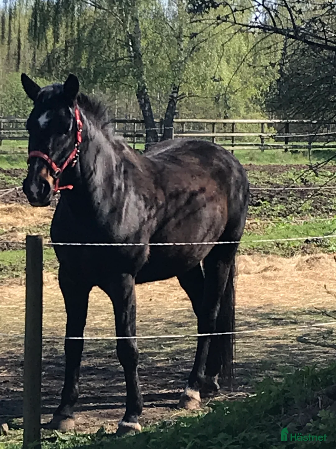 Övrigt hästar till salu: Totilla i Broddetorp - Annons 1
