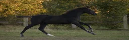 Dressyr hästar till salu: Mycket vacker svart hingst född -25 - Annons 2