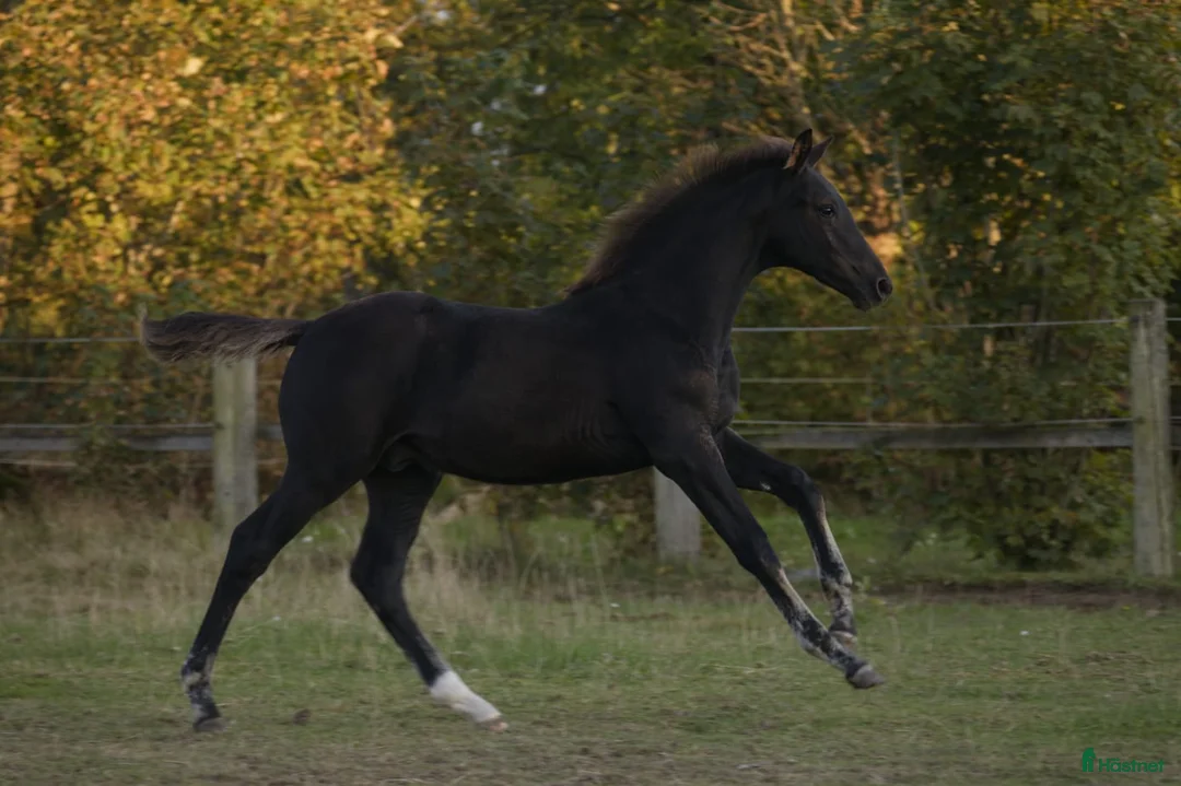 Dressyr hästar till salu: Mycket vacker svart hingst född -25 - Annons 2