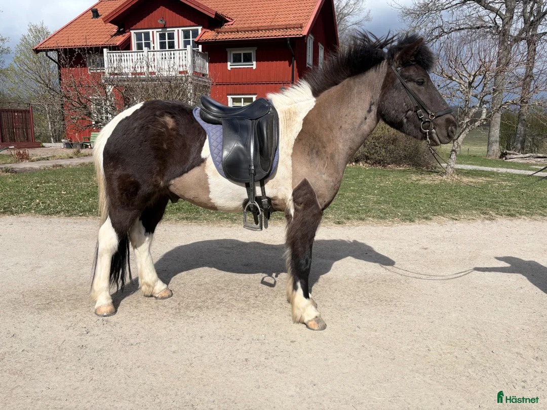 Island hästar till salu: Topp-Skjóni - Annons 2