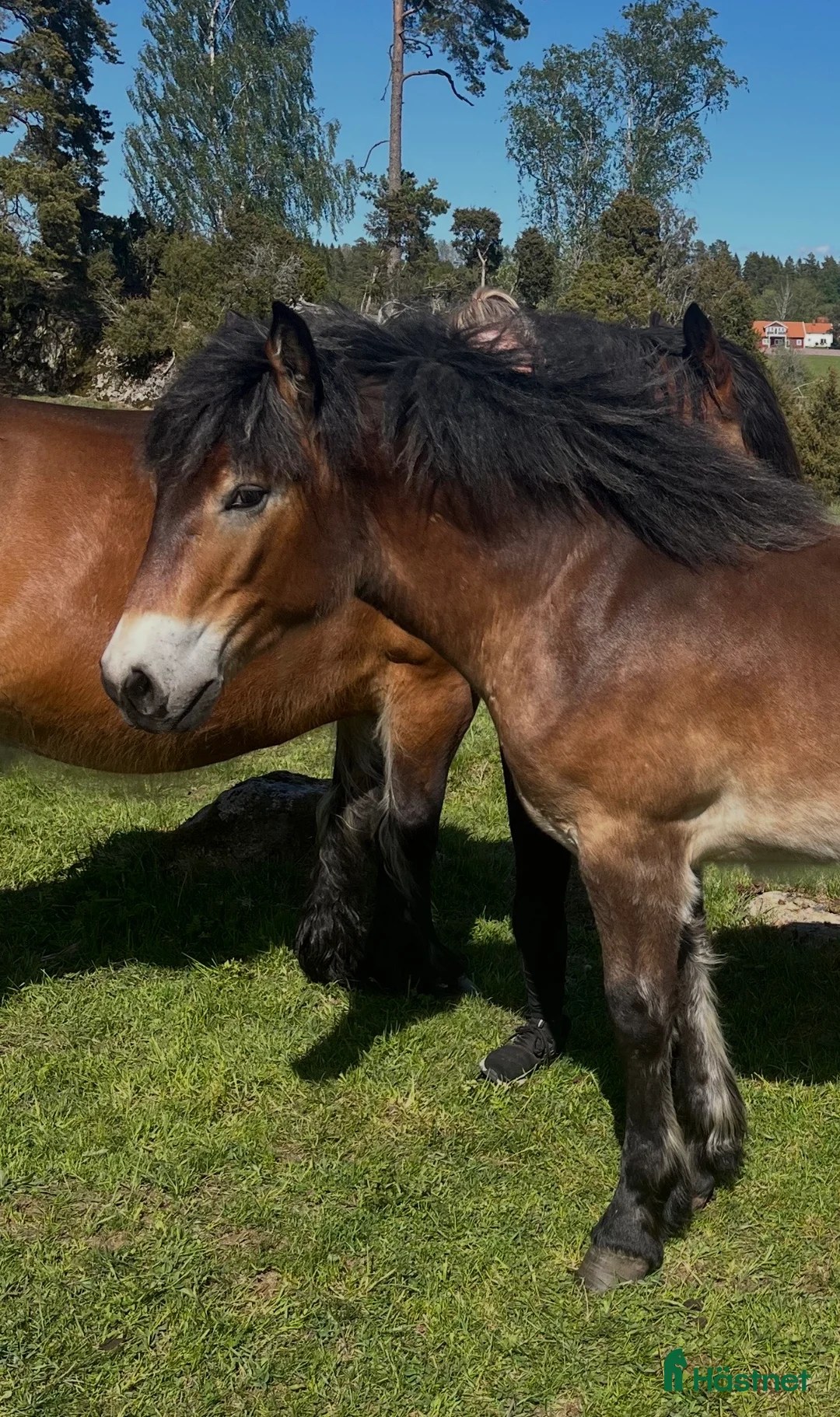 Allround hästar till salu: Vacker hingst född -25 - Annons 1