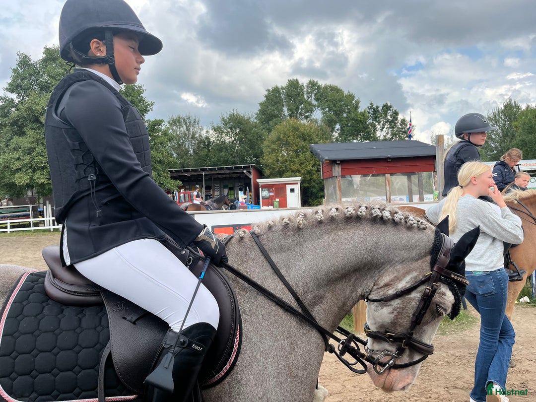 Allround hästar till salu: Snäll B-ponny i Kolmården - Annons 7