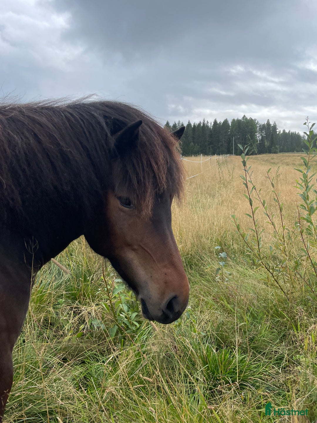  stallplats finnes: Ledig stallplats  i Skellefteå - Annons 1