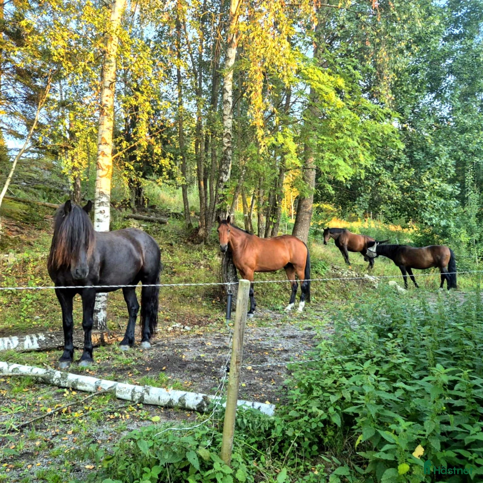  stallplats Lösdrift-valackflock - Annons 1