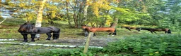  stallplats finnes: Lösdrift-valackflock - Annons 1