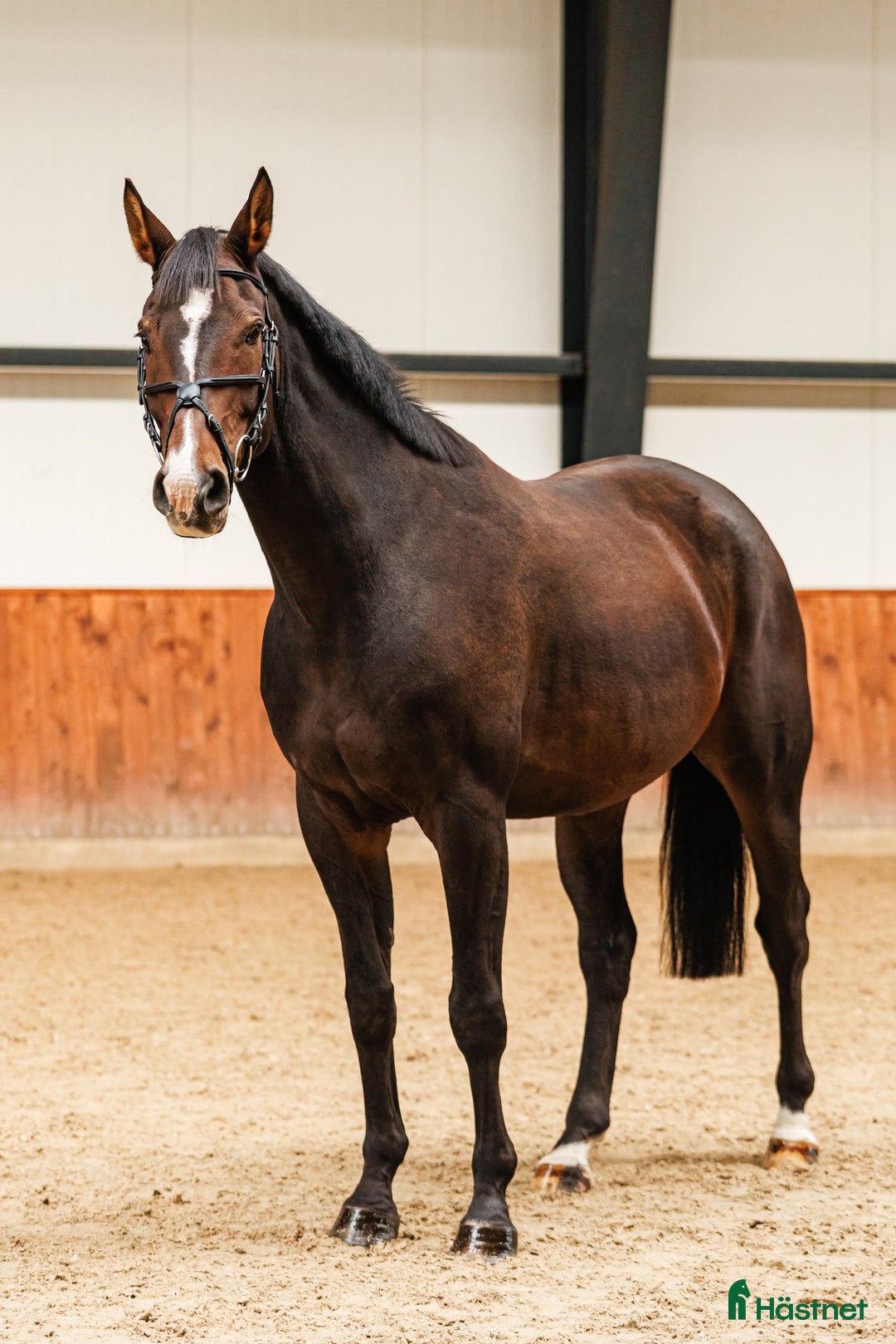 Hoppning hästar till salu: Marvelous all around gelding i Ekerö - Annons 3