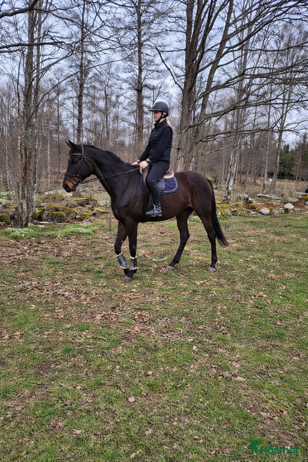  hästar Roligt allround sto - Annons 2