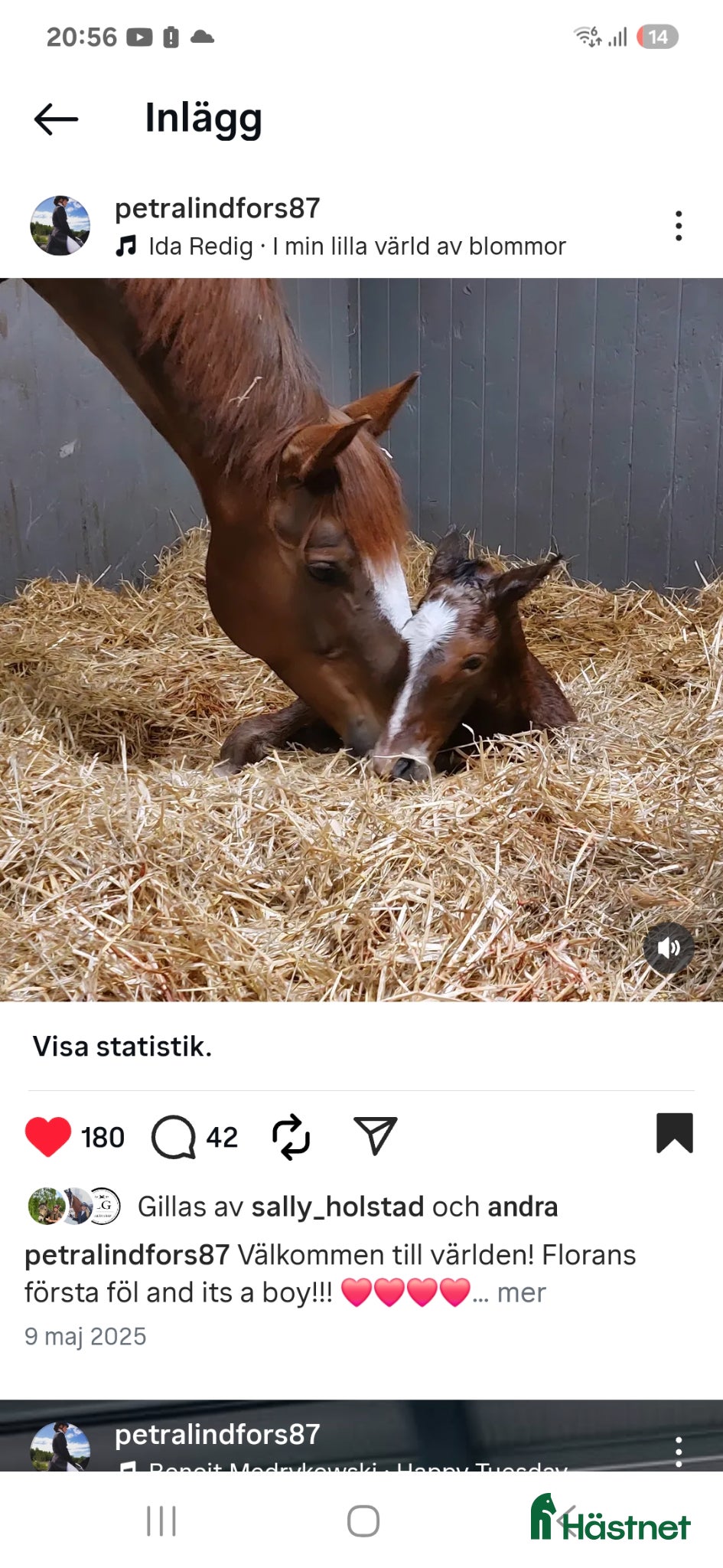  hästar Superfin åring - Annons 2