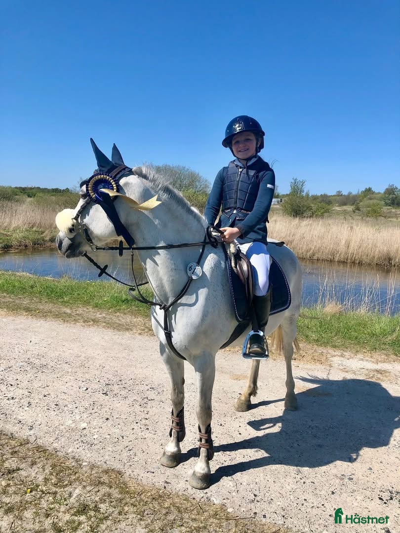  hästar Rosettplockare & bästa vän  - Annons 11