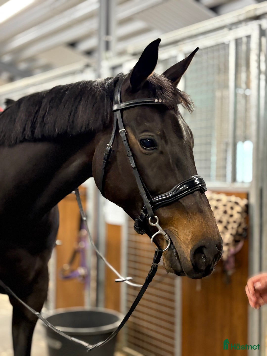 Allround hästar till salu: Världens snällaste häst i Grums - Annons 1