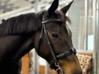 hästar Världens snällaste häst - Annons 18