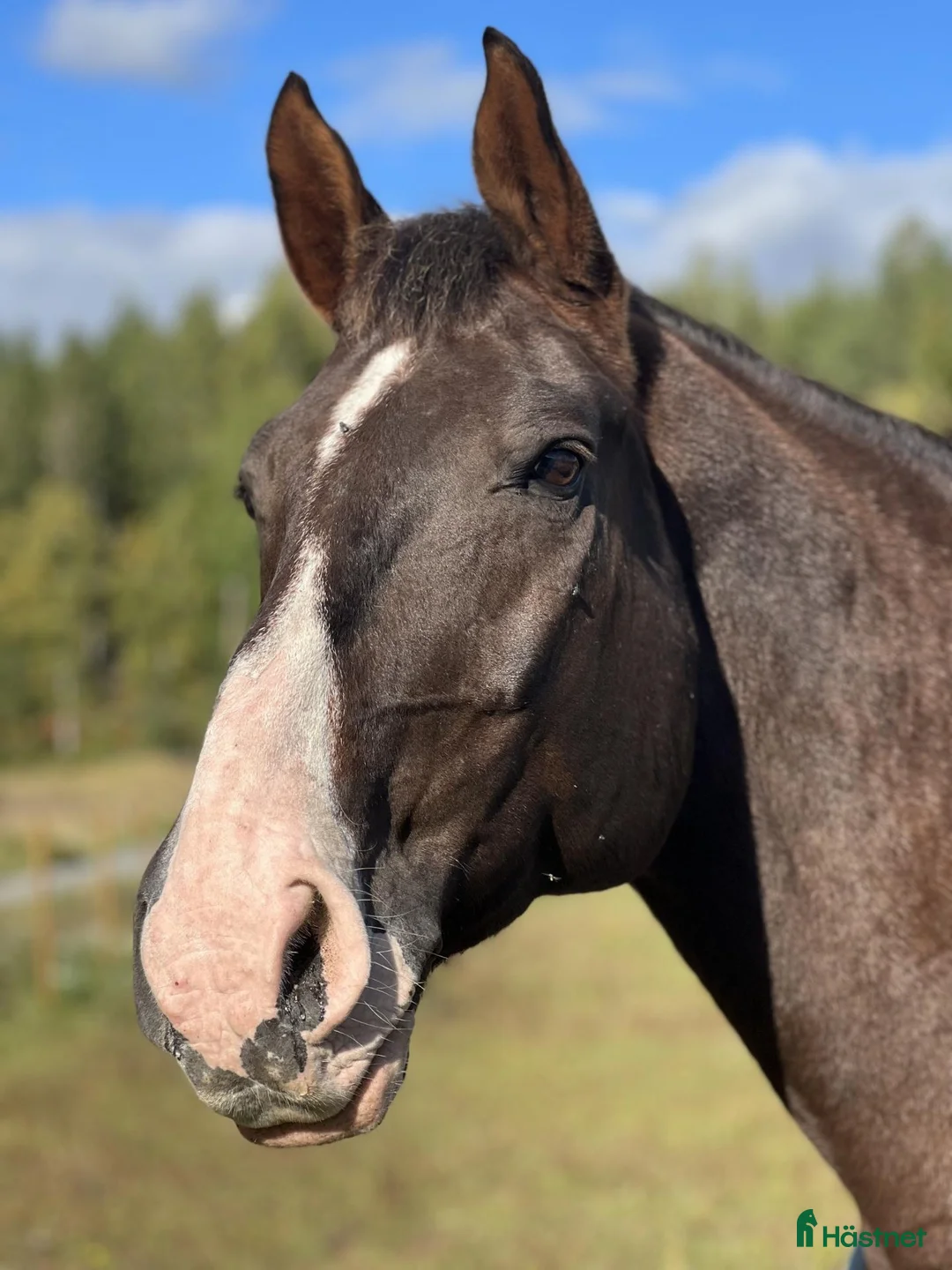 Allround hästar till salu: Läromästare i Tungelsta - Annons 2