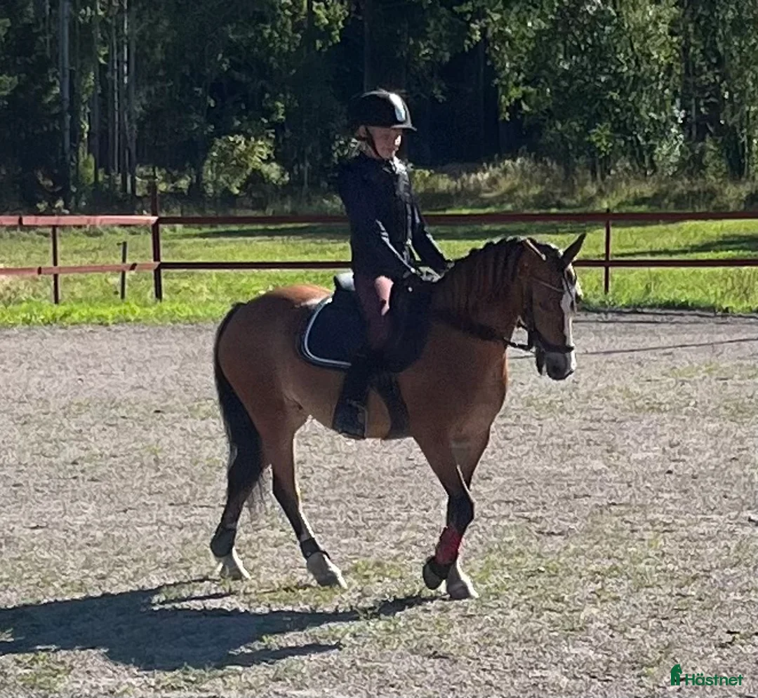 Allround hästar till salu: Trevlig b-ponny för allround - Annons 1