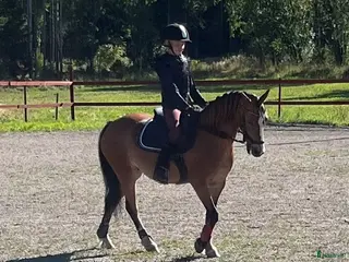 hästar Trevlig b-ponny för allround - Annons 11