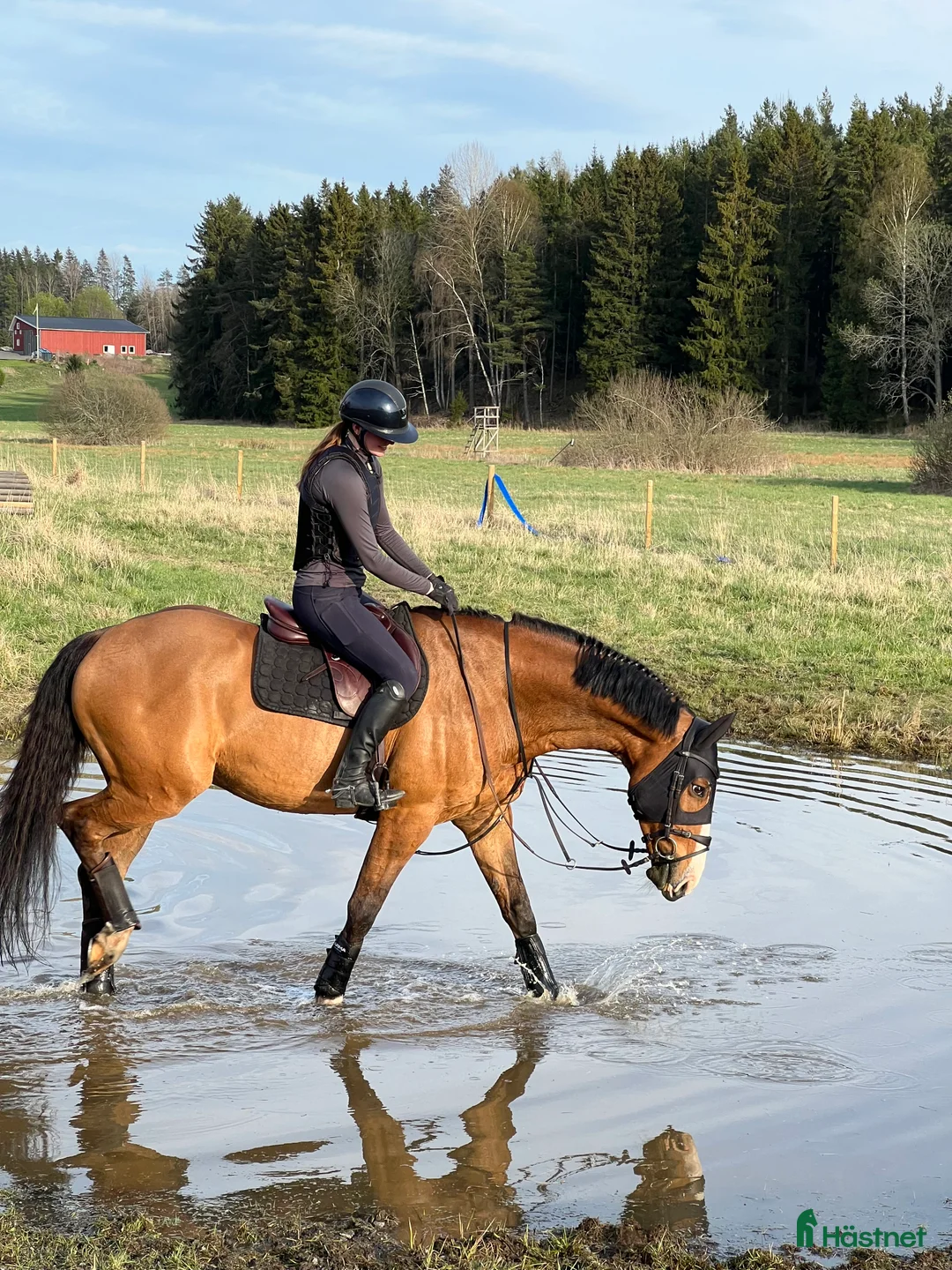 Hoppning hästar till salu: Mycket fin valack!  - Annons 6