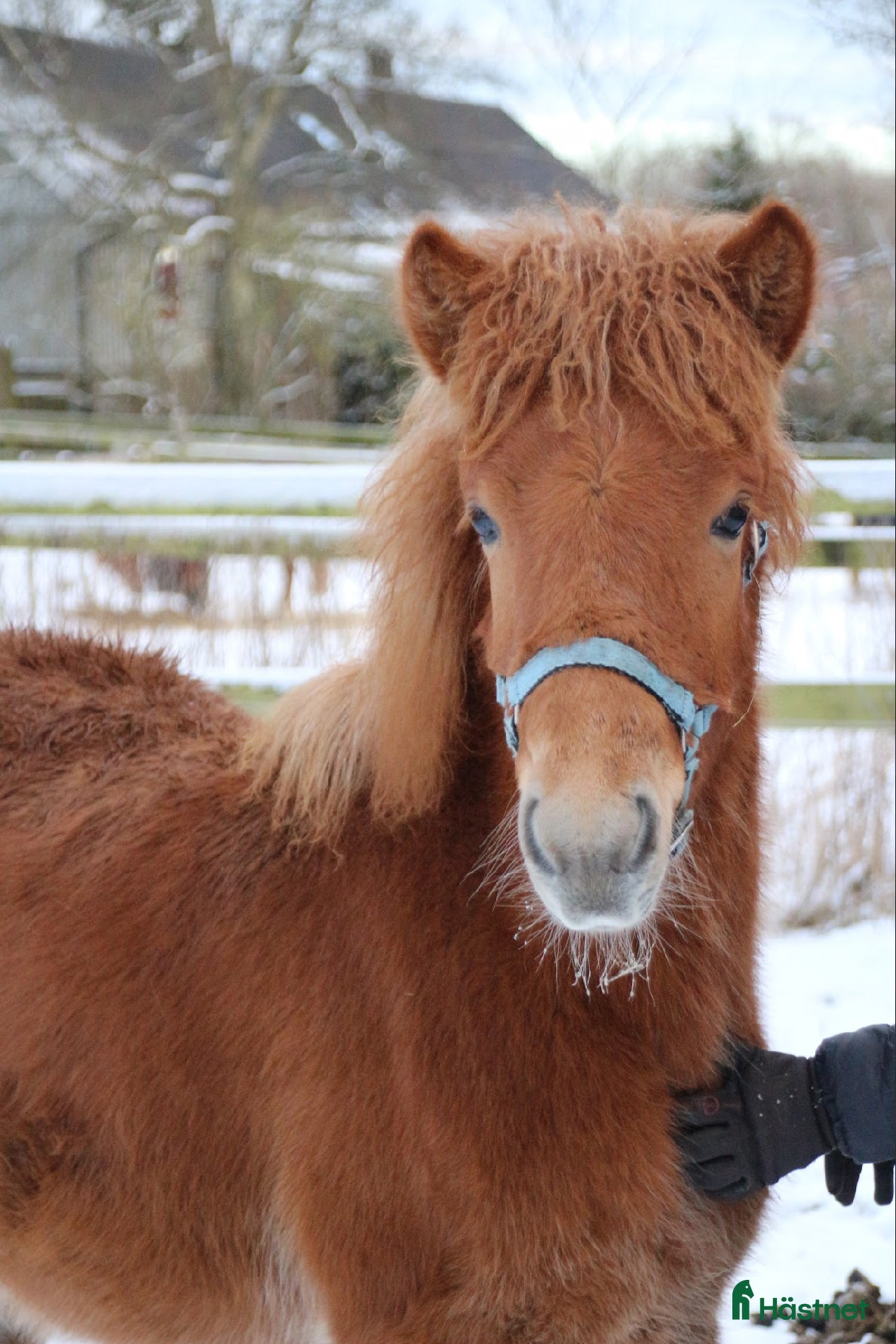 hästar Social unghingst - Annons 2