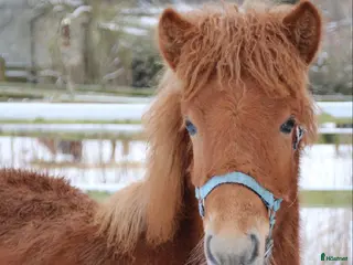 hästar Social unghingst - Annons 2