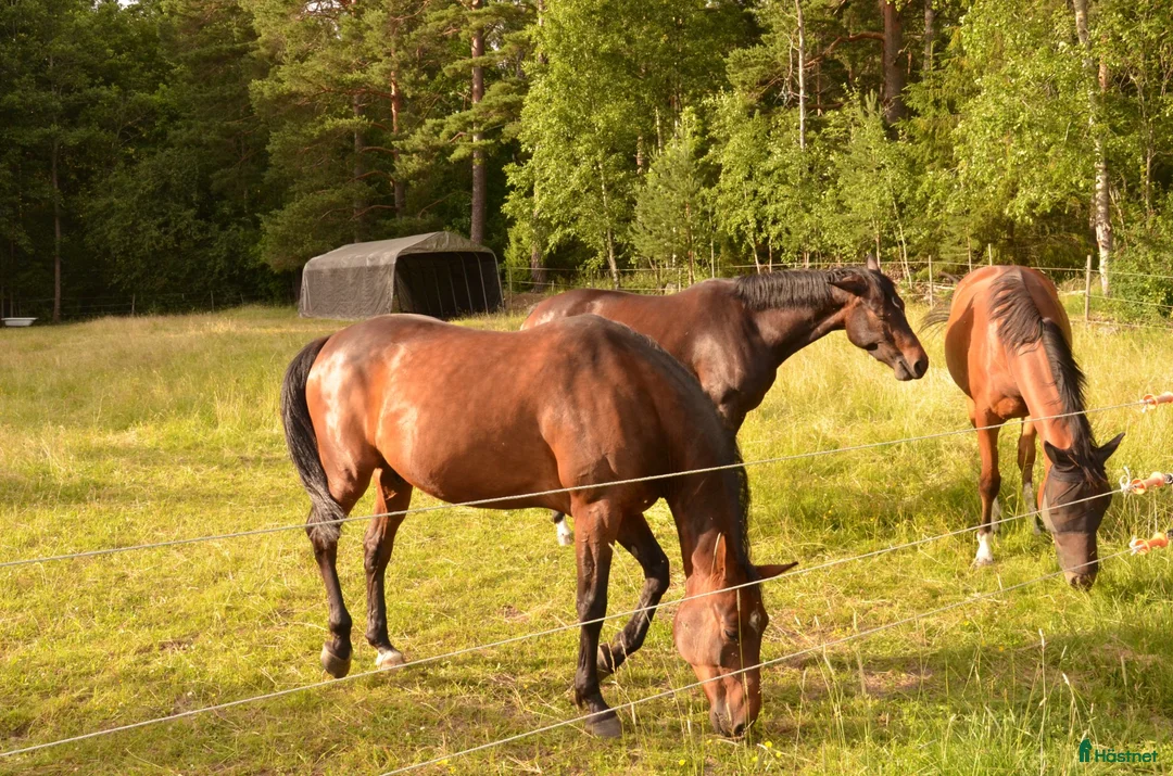 Trav hästar till salu: Travare TIll Salu i Arboga - Annons 3