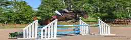 Hoppning hästar till salu: 6-åring med potential - Annons 4