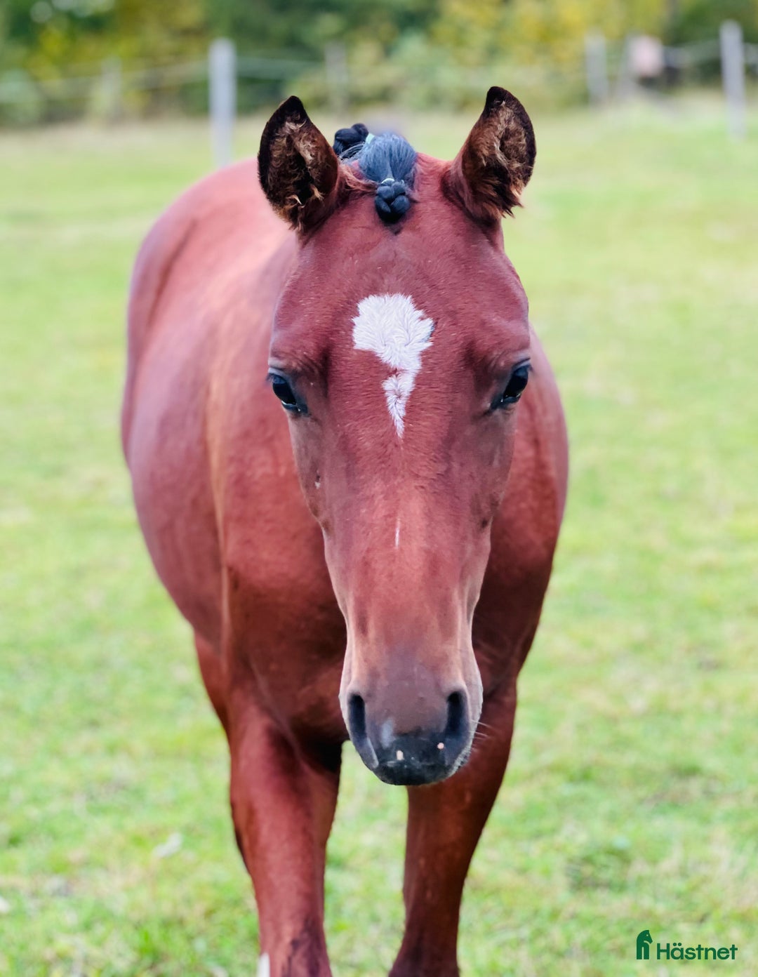 Allround hästar till salu: Härlig ponny söker sin familj 💖 i Eskilstuna - Annons 3