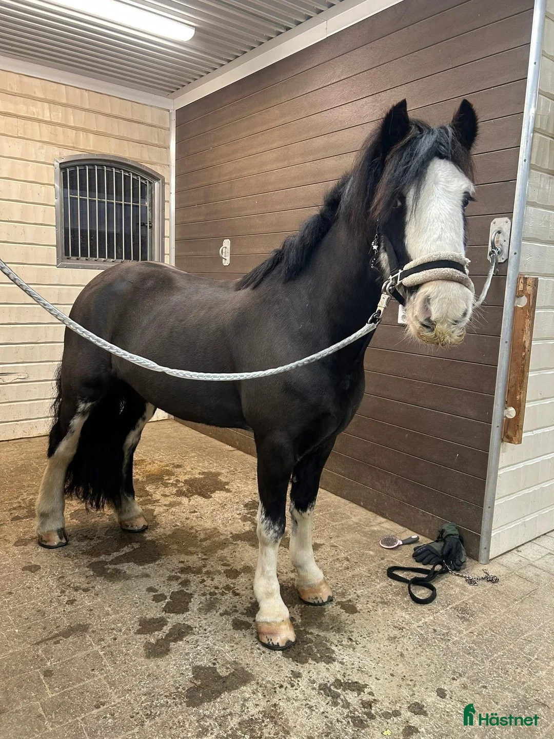 Allround hästar till salu: Garry söker nytt hem - Annons 2