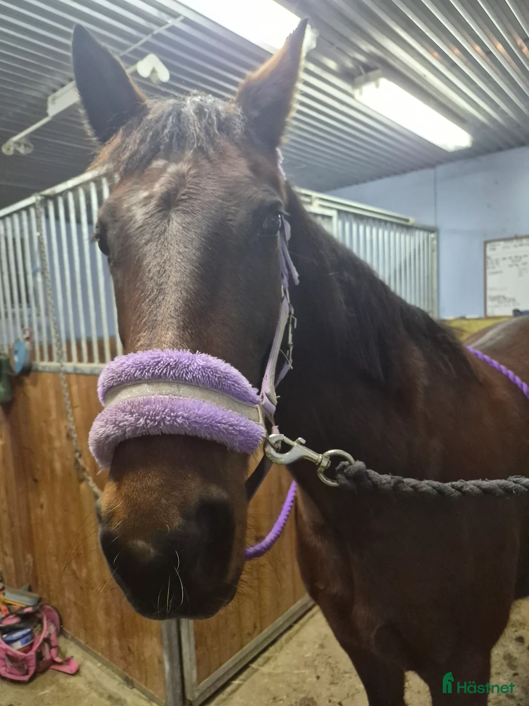 Allround hästar till salu: Ridtravare  i Motala - Annons 2