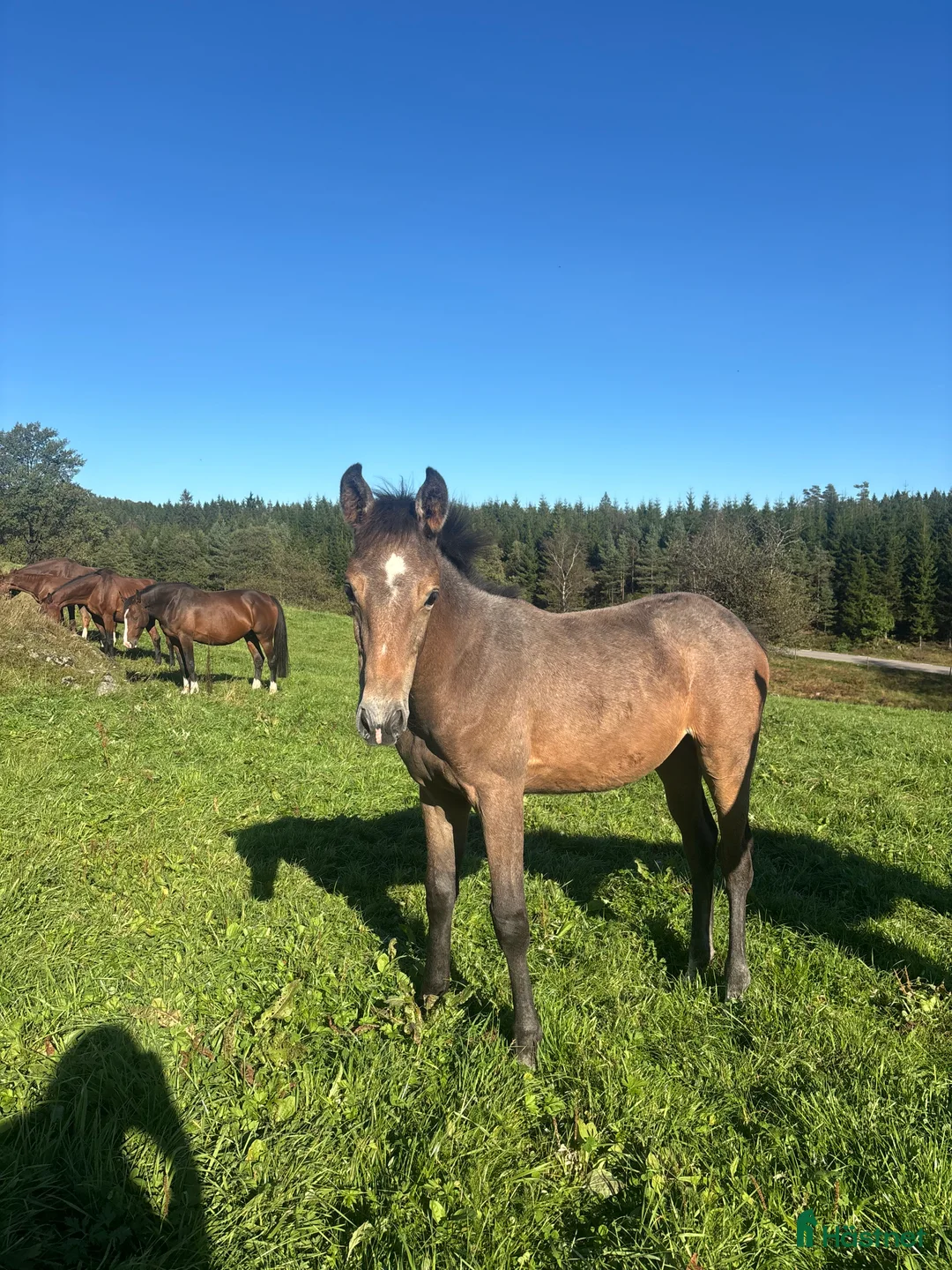 Hoppning hästar till salu: Uttrycksfullt stoföl med fantastisk hoppstam! i Ullared - Annons 3